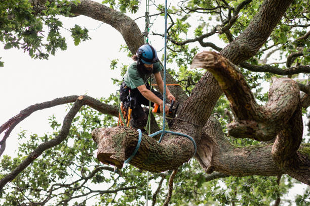 How Our Tree Care Process Works  in  Plumsteadville, PA